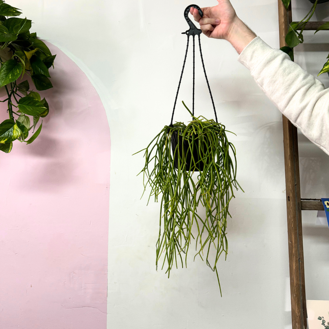 Rhipsalis Hanging Cactus