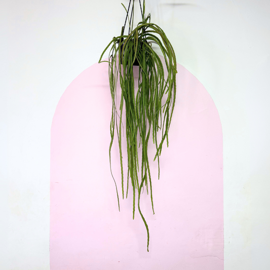 Rhipsalis Boliviana Hanging Basket