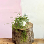 Rhipsalis Capilliformis Hanging Cactus