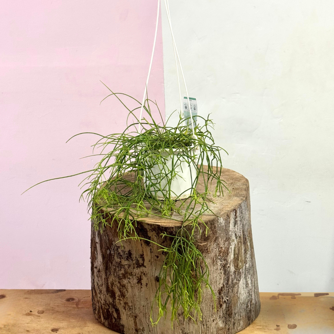 hanging cactus indoor plants Rhipsalis Capilliformis Hanging Cactus – Indoor Cactus