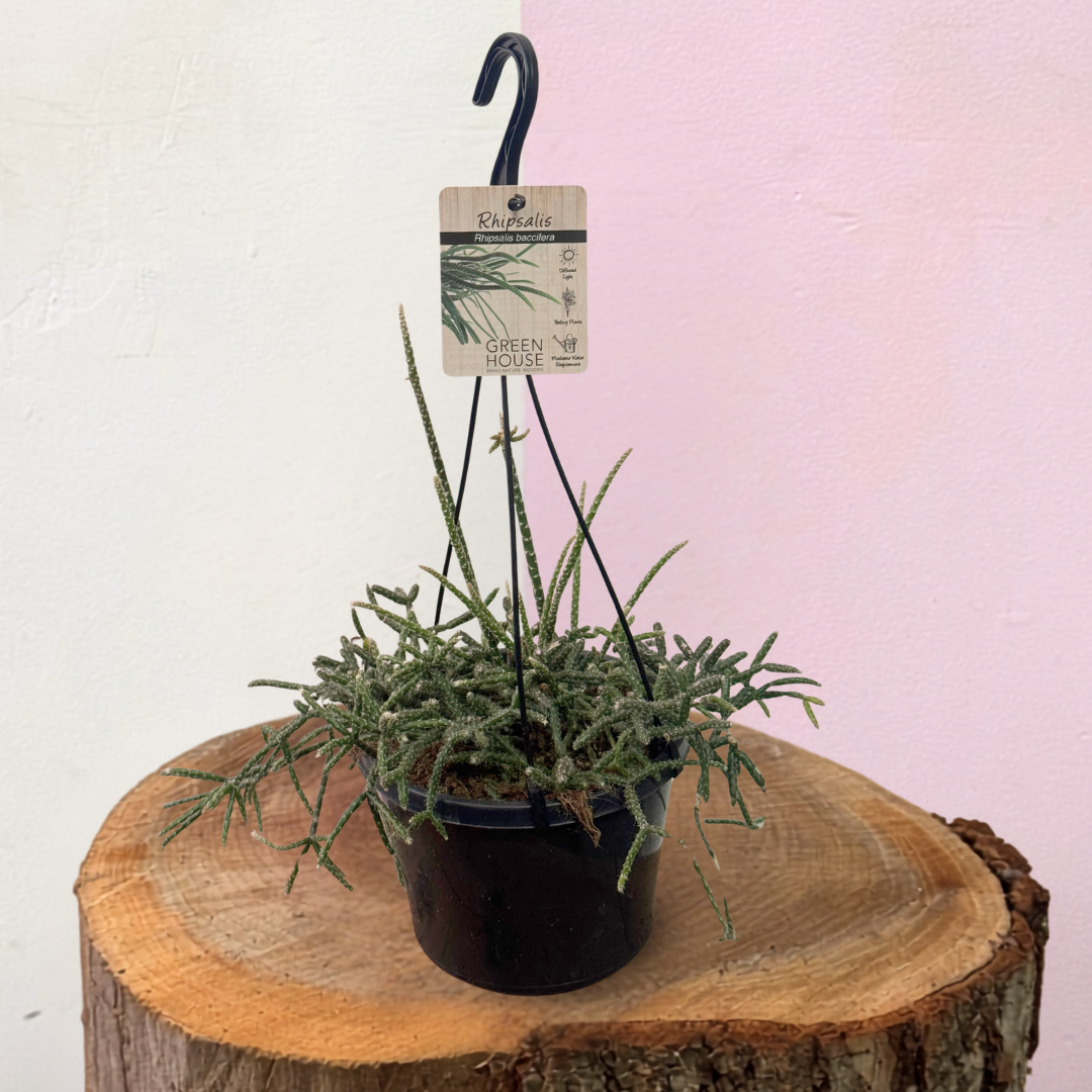 Rhipsalis Baccifera Green Envy Indoor Plants