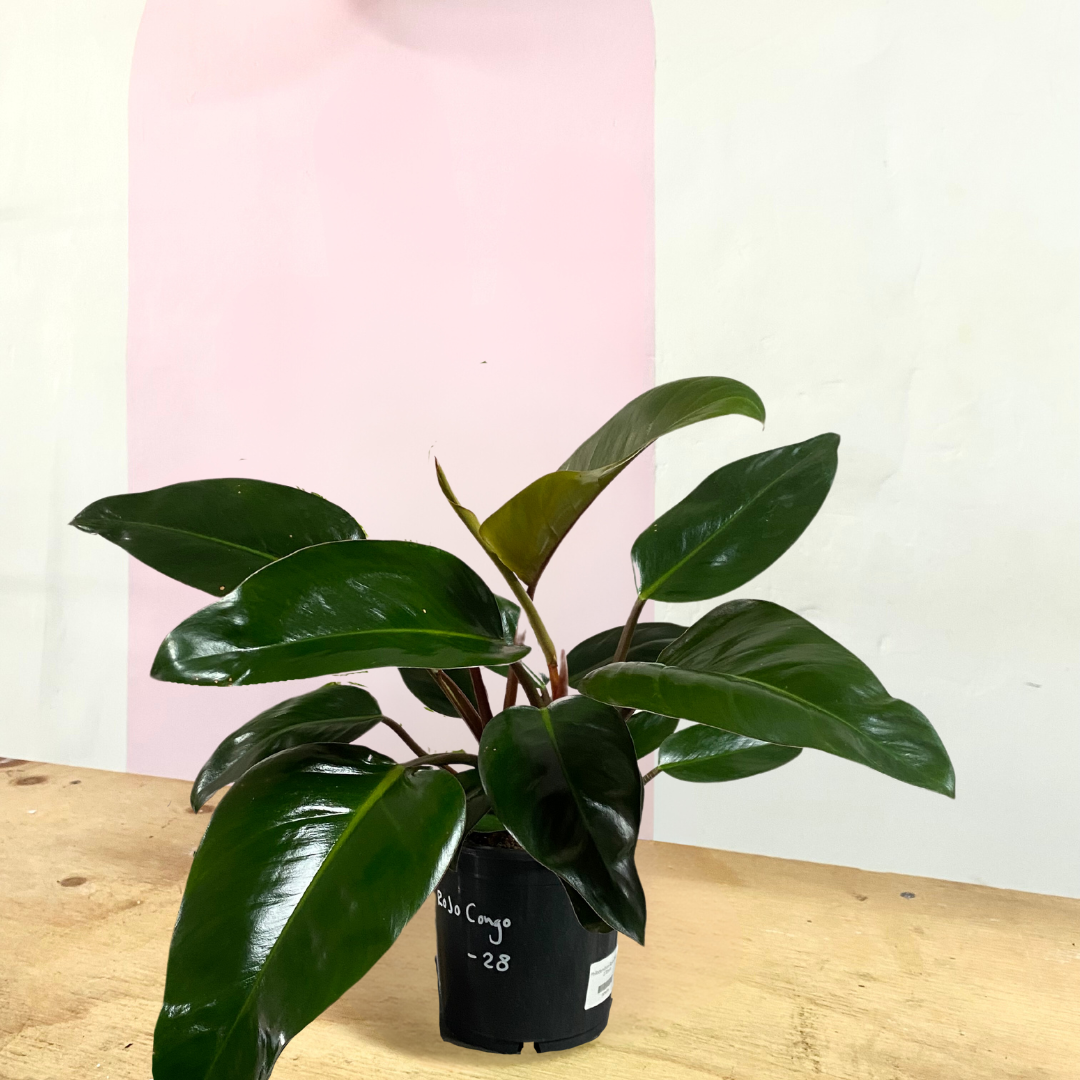 Philodendron Rojo Congo