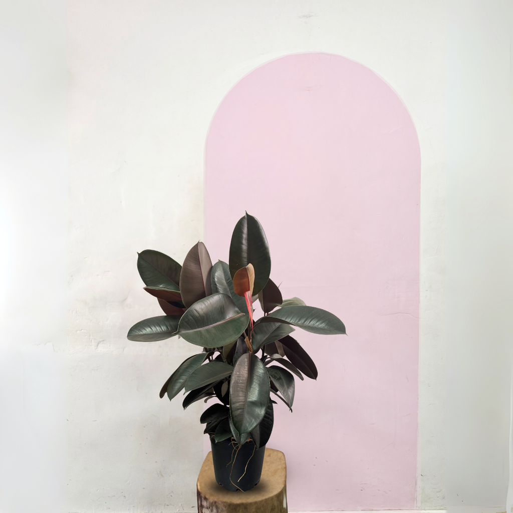 Burgundy Rubber Tree