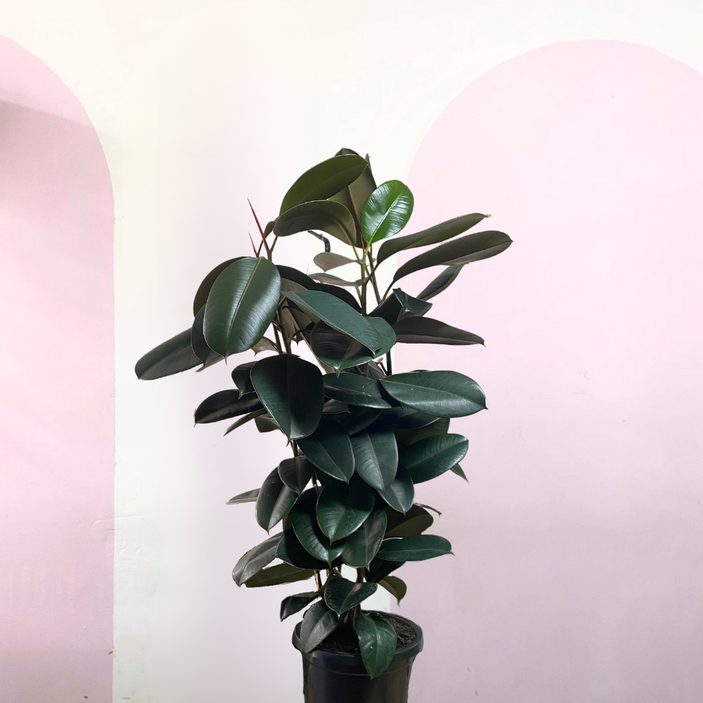 Burgundy Rubber Tree