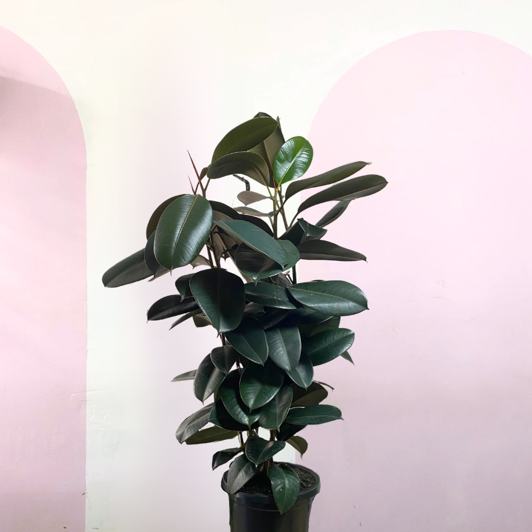 Burgundy Rubber Tree