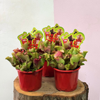 Carnivorous Sarracenia Purpurea 'Pitcher Plant'