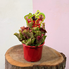 Carnivorous Sarracenia Purpurea 'Pitcher Plant'