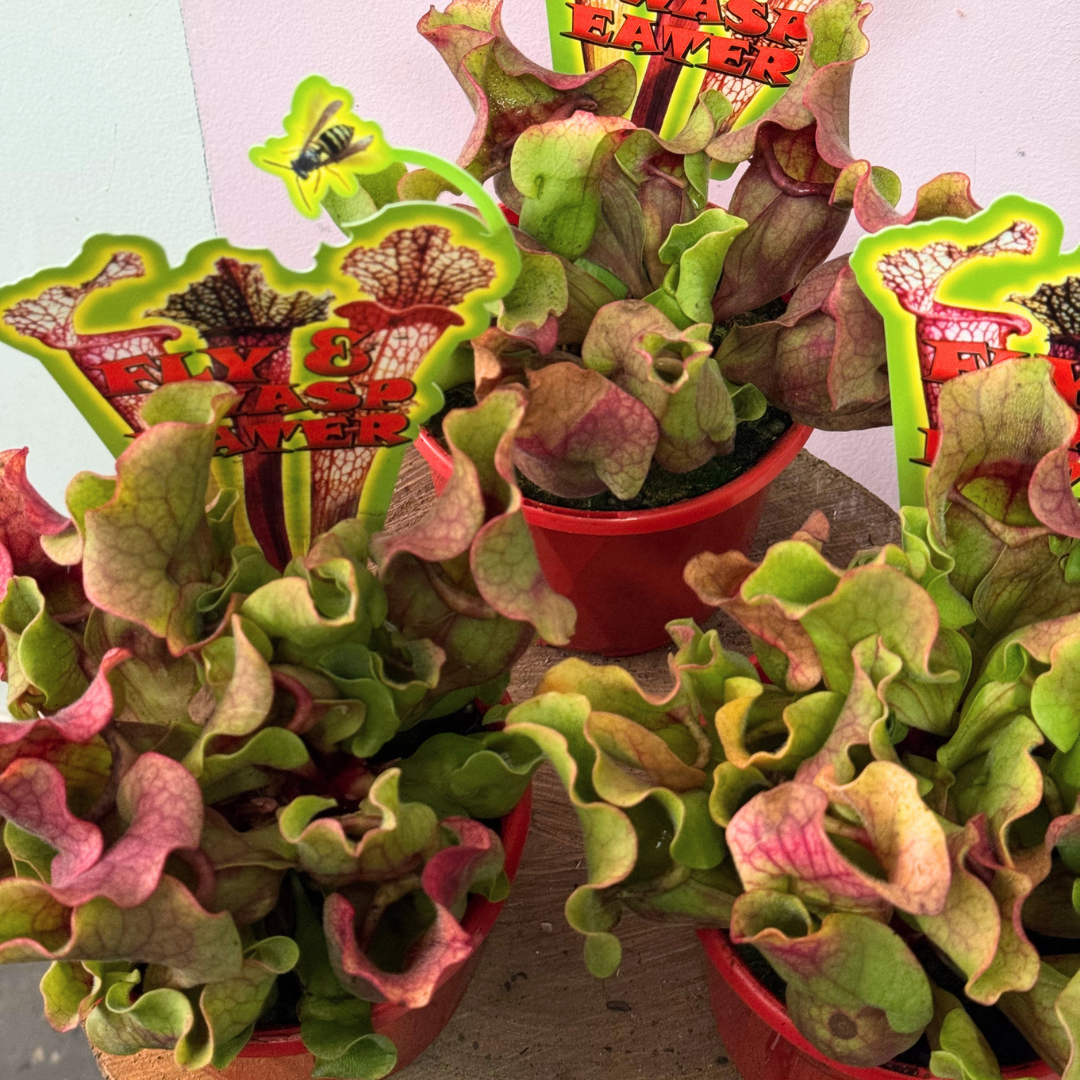 Carnivorous Sarracenia Purpurea 'Pitcher Plant'
