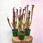 Premium Carnivorous Sarracenia 'Pitcher Plant'