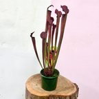 Premium Carnivorous Sarracenia 'Pitcher Plant'
