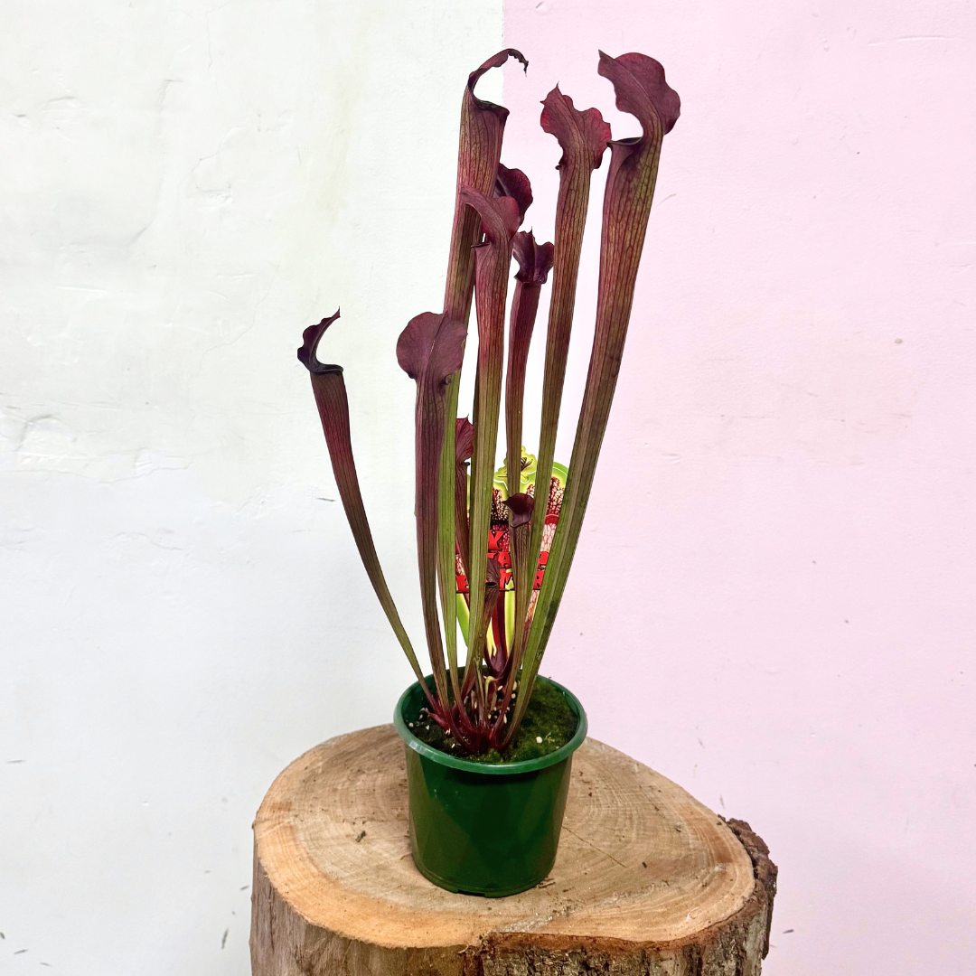 Premium Carnivorous Sarracenia 'Pitcher Plant'