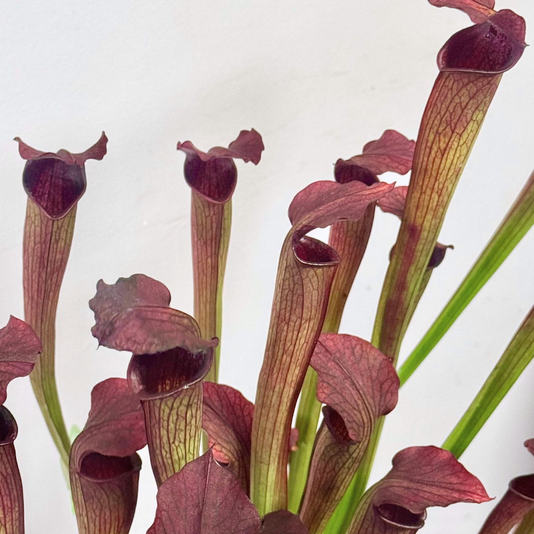 Premium Carnivorous Sarracenia 'Pitcher Plant'