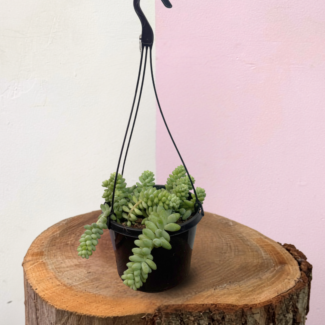 Sedum 'Donkey Tail' Cactus Green Envy Indoor Plants