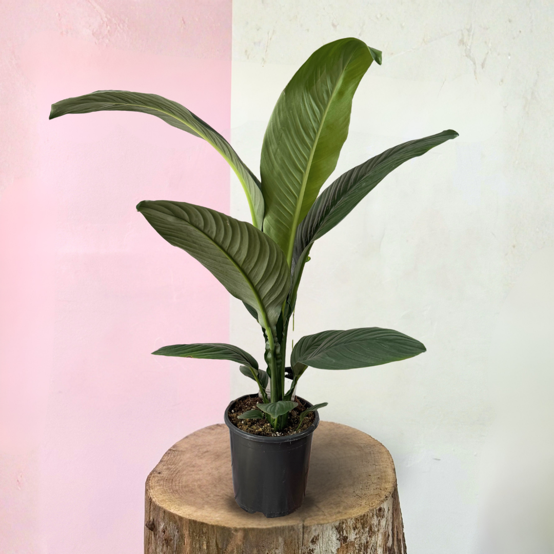 Peace Lily Sensation – Flowering Indoor Plant