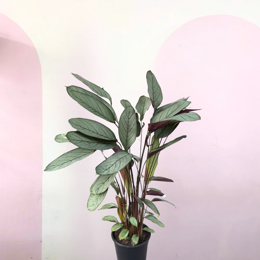 Ctenanthe Setosa Grey Star