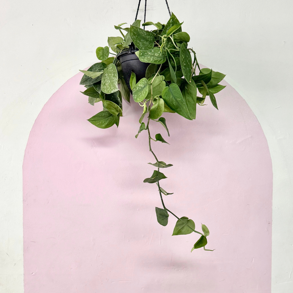 Silver Satin Pothos Hanging Basket