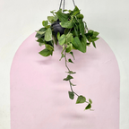 Silver Satin Pothos Hanging Basket