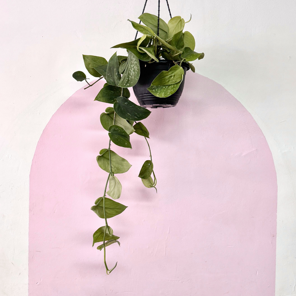 silver pothos hanging Silver Satin Pothos Hanging Basket – Trailing Indoor Plant