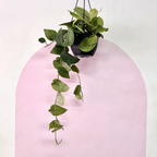 Silver Satin Pothos Hanging Basket