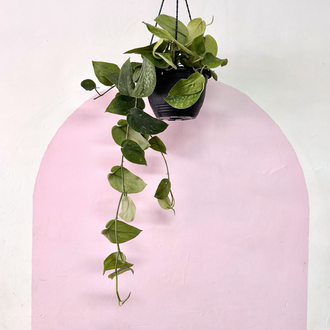 Silver Satin Pothos Hanging Basket