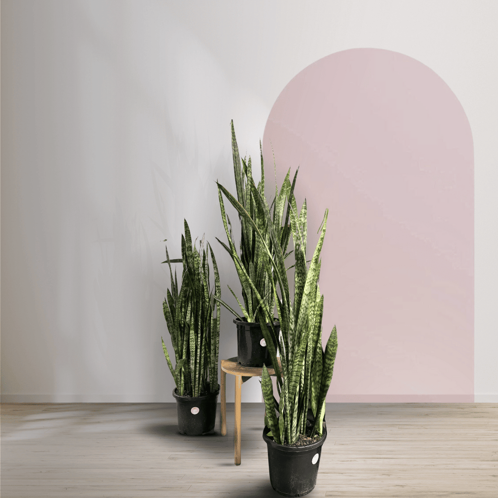 Sansevieria Snake Plant - Green