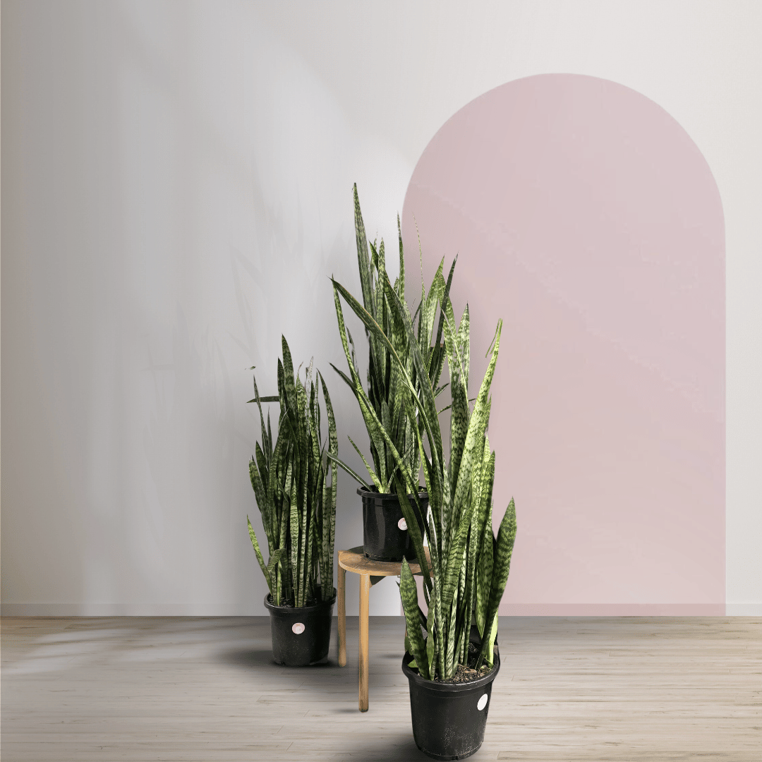 Sansevieria Snake Plant - Green