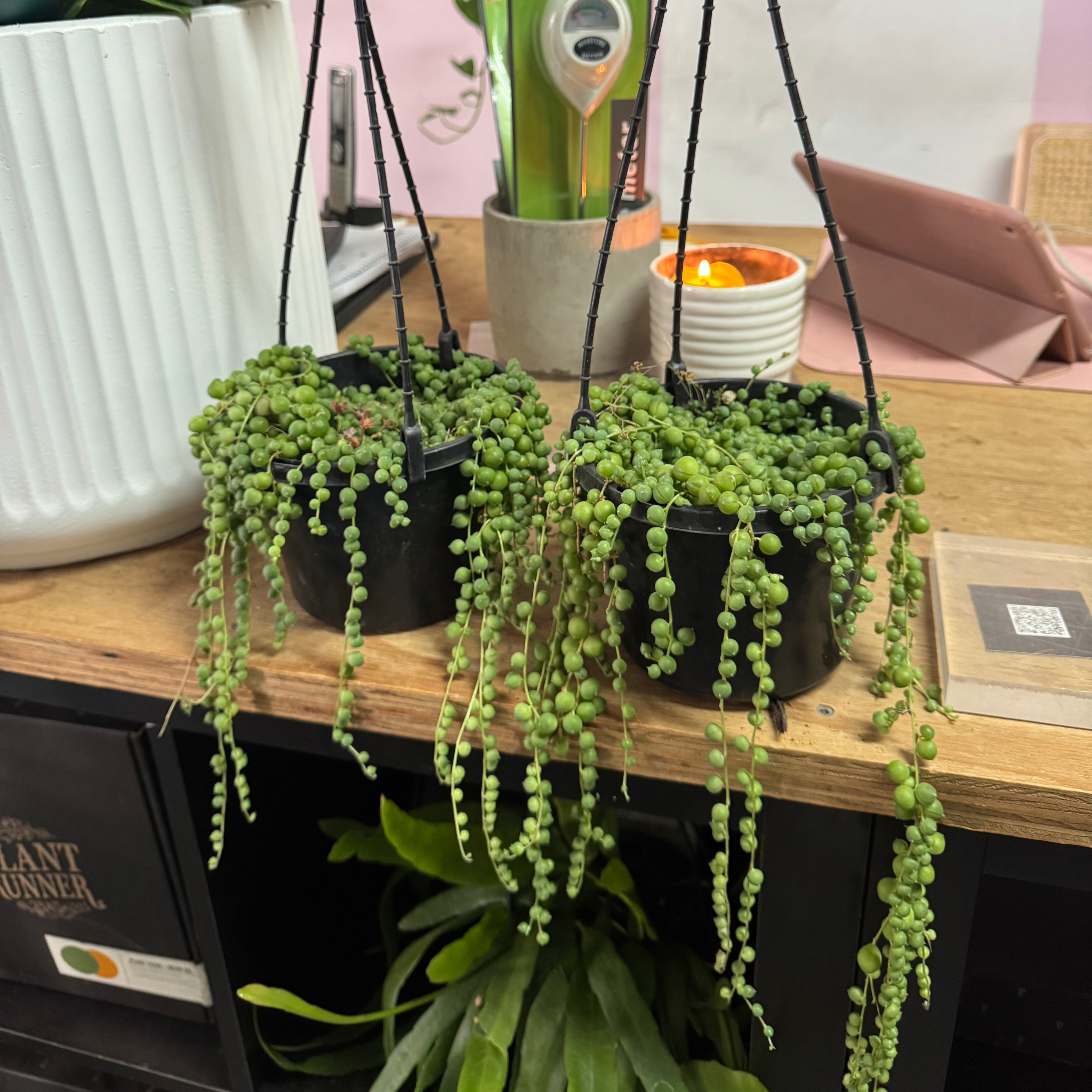 String of Pearls – indoor plant available at Green Envy Indoor Plants Melbourne