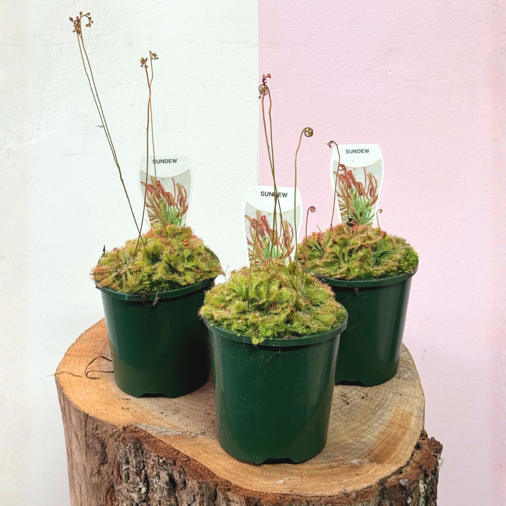 Carnivorous Drosera Capillaris 'Sundew'