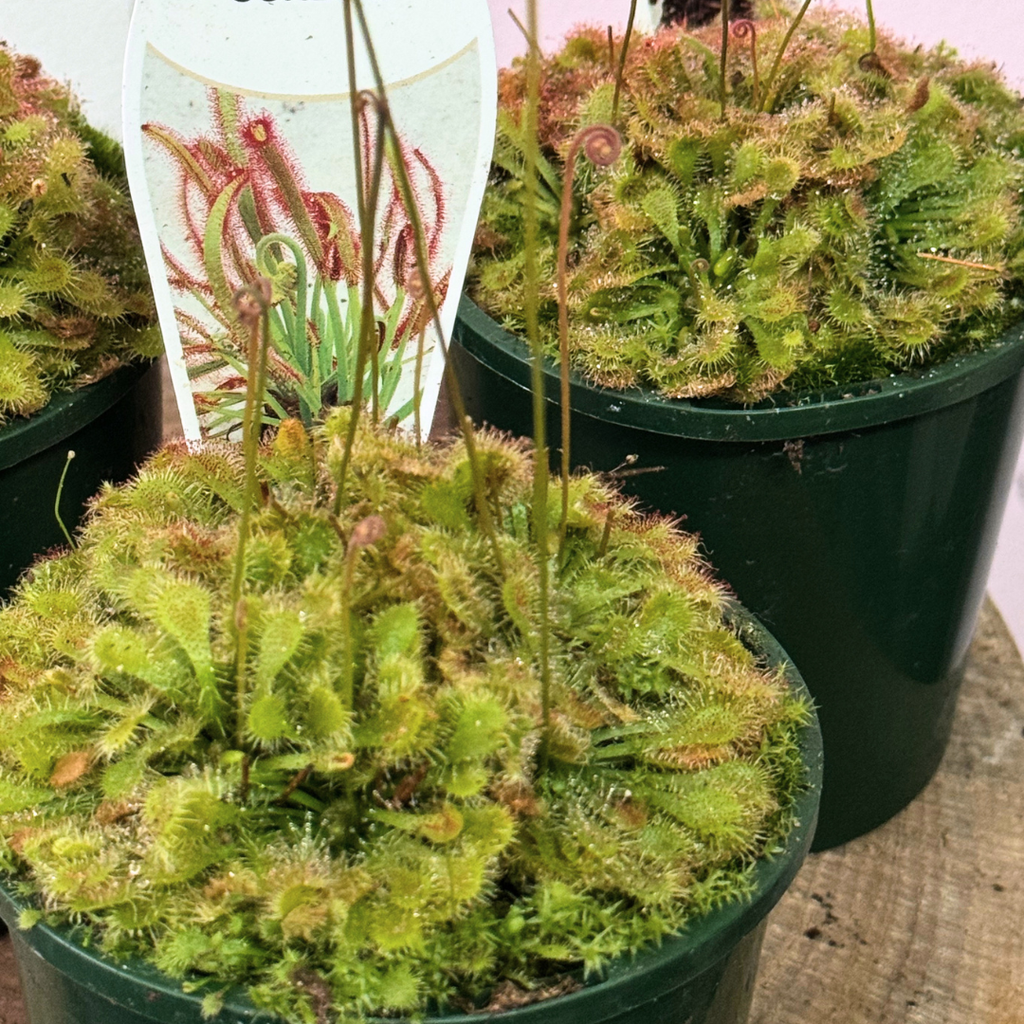 Carnivorous Drosera Capillaris 'Sundew'