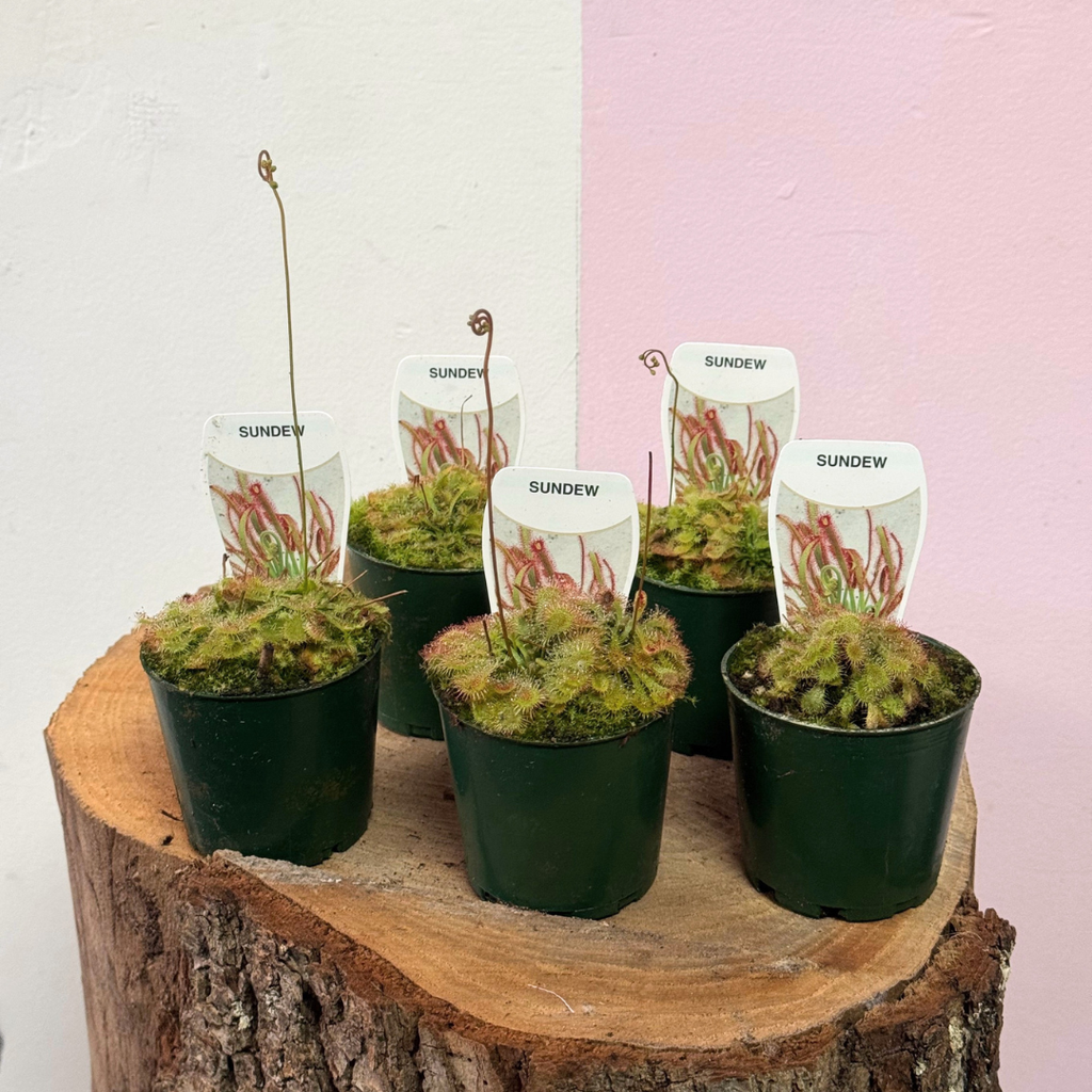 Carnivorous Drosera Capillaris 'Sundew'