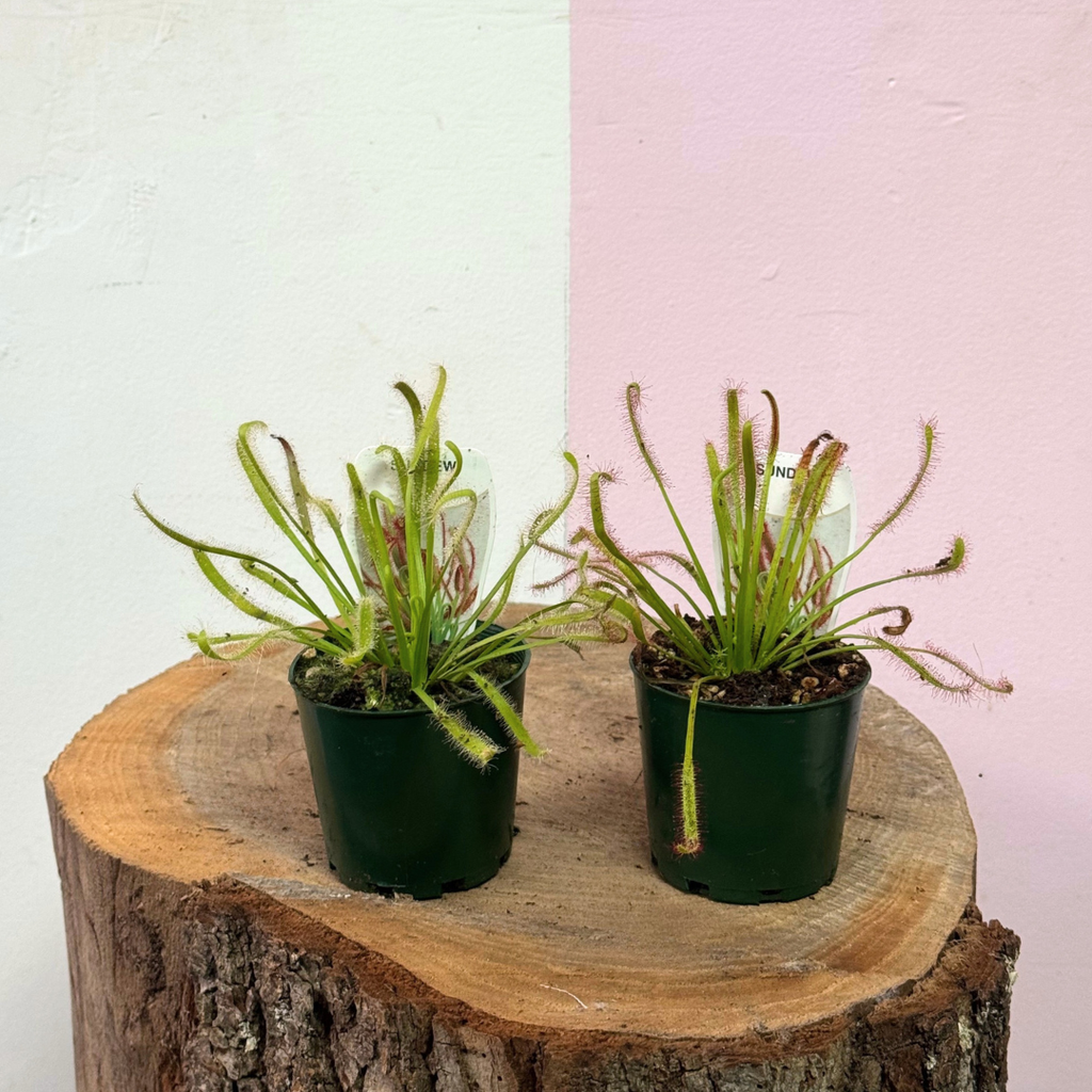 Carnivorous Drosera Capensis ‘Sundew’