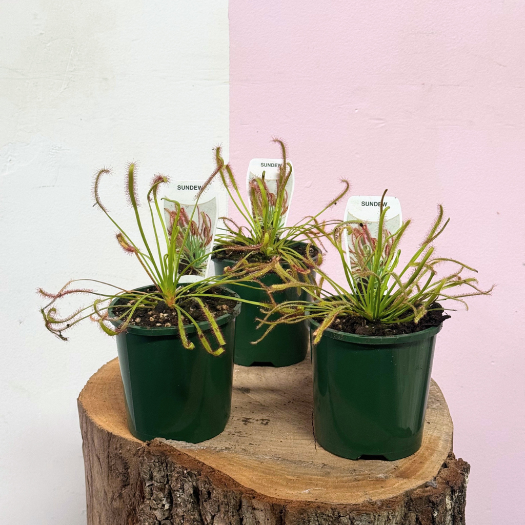 Carnivorous Drosera Capensis ‘Sundew’
