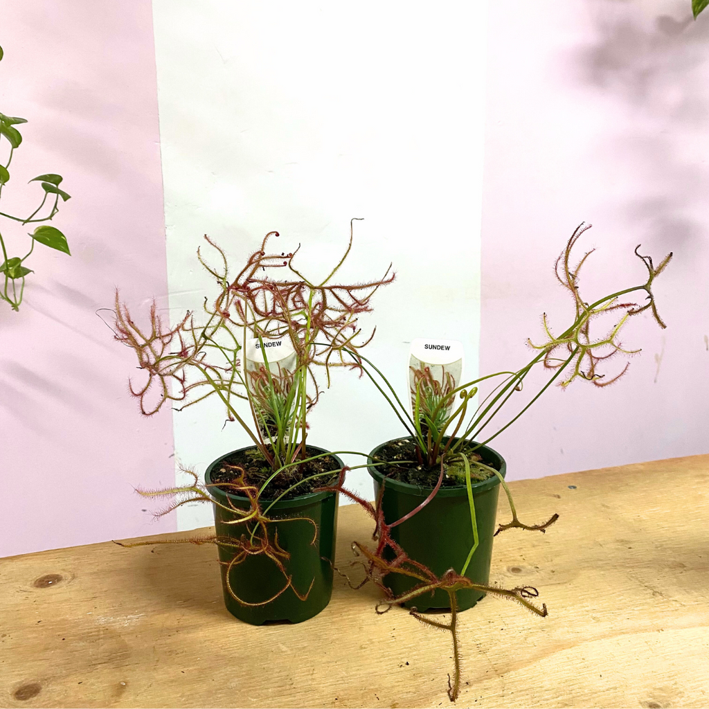 Carnivorous Drosera Binata 'Sundew' – styled indoor plant