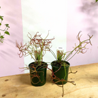 Carnivorous Drosera Binata 'Sundew' – styled indoor plant