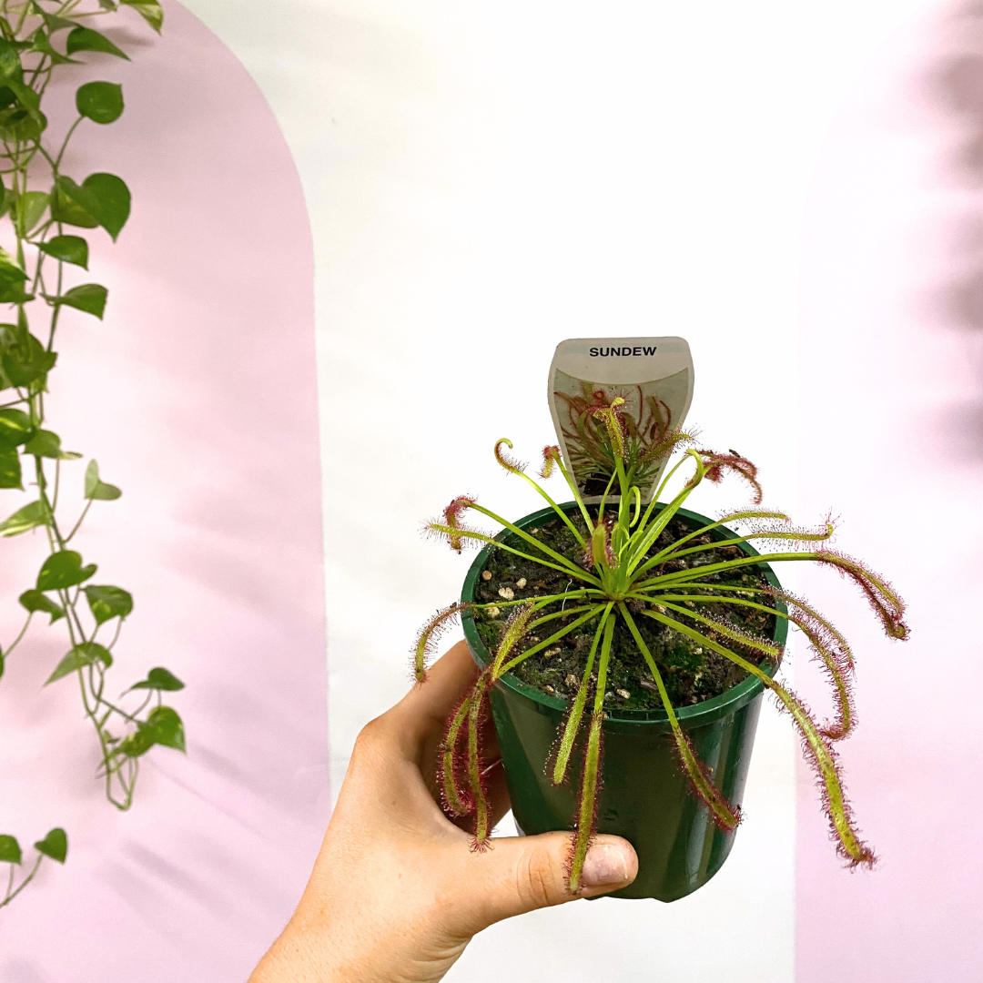 Carnivorous Drosera 'Sundew'