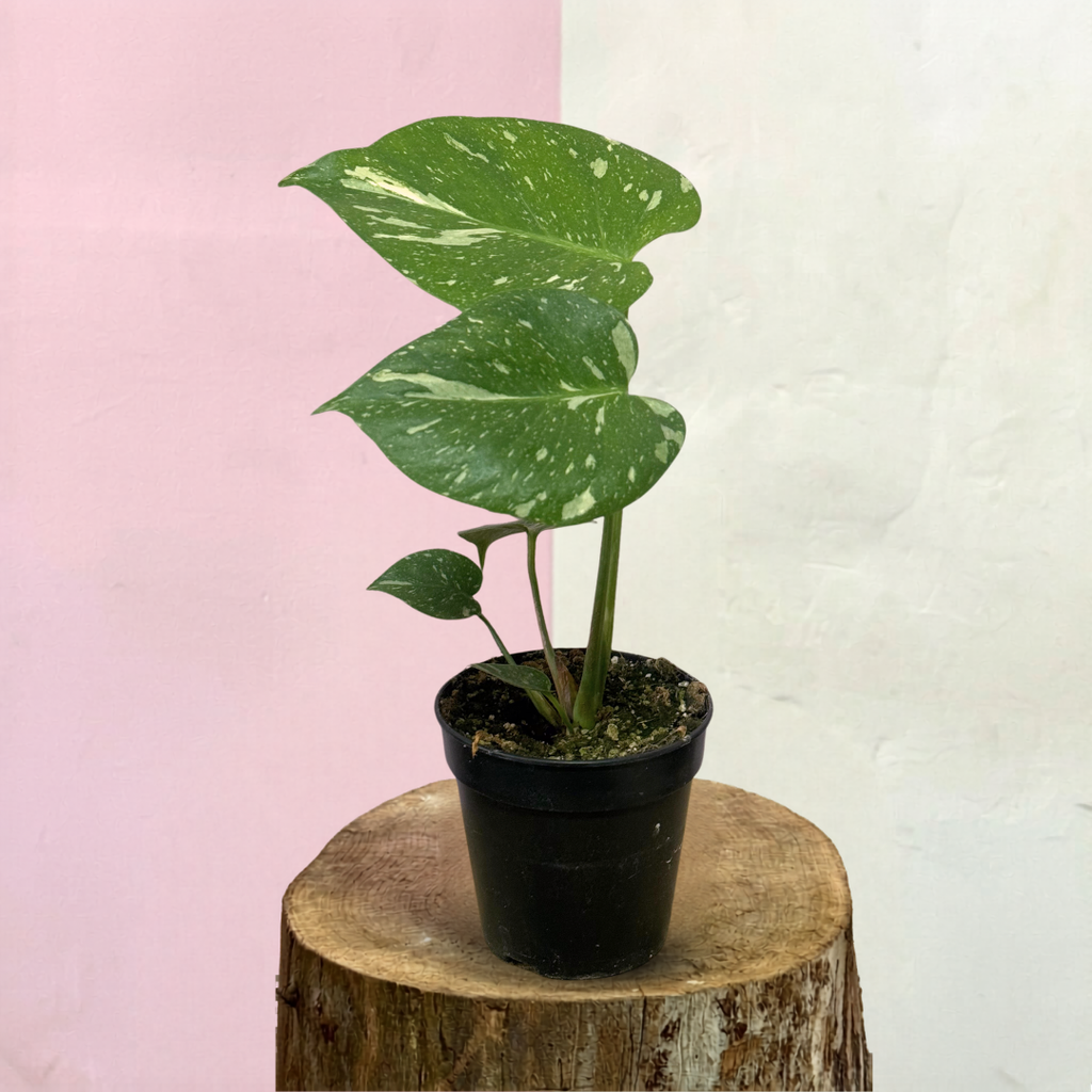 Variegated Monstera 'Thai Constellation' Green Envy Indoor Plants