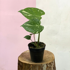 Variegated Monstera 'Thai Constellation' Green Envy Indoor Plants