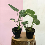 Variegated Monstera 'Thai Constellation' Green Envy Indoor Plants