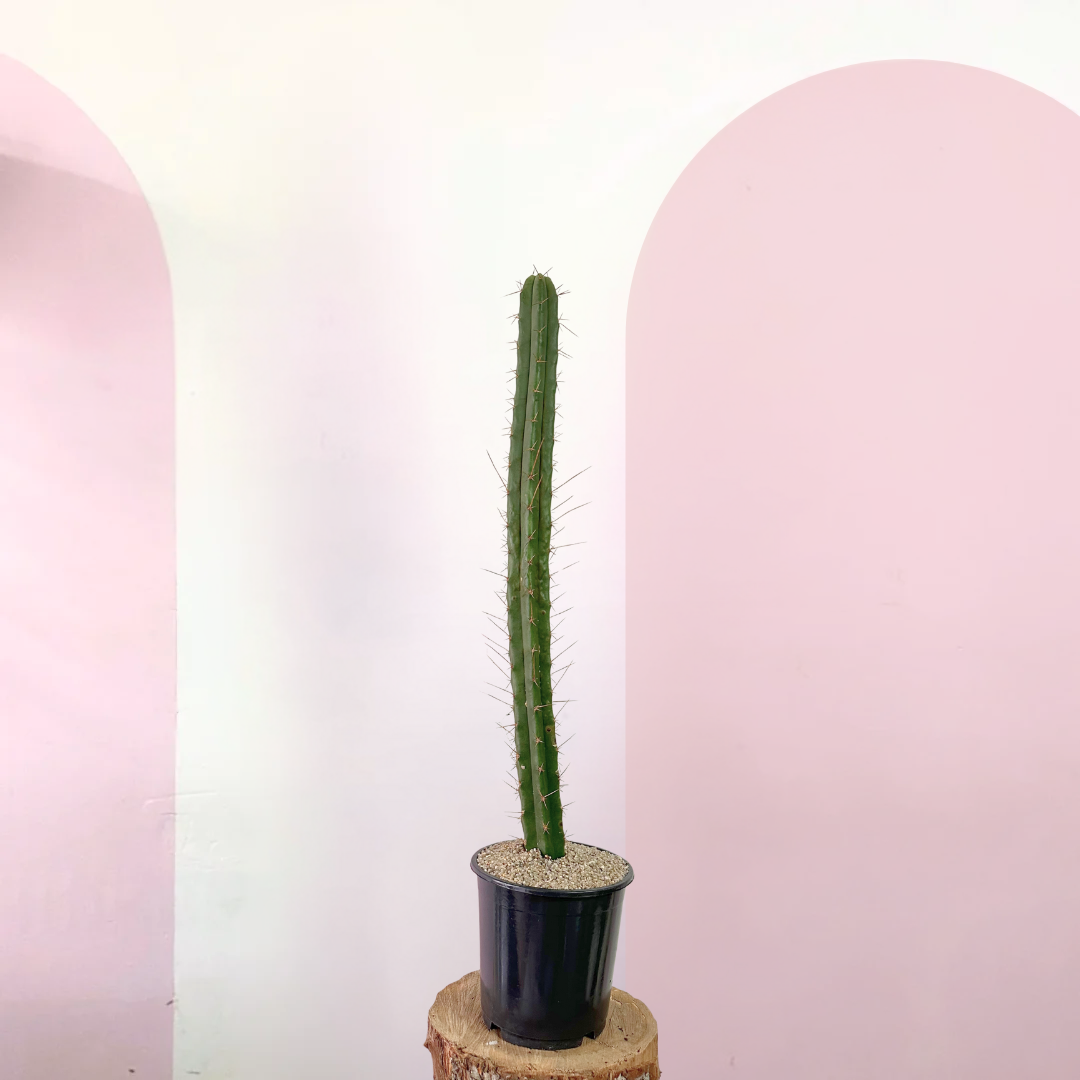 Peruvian Torch Cactus