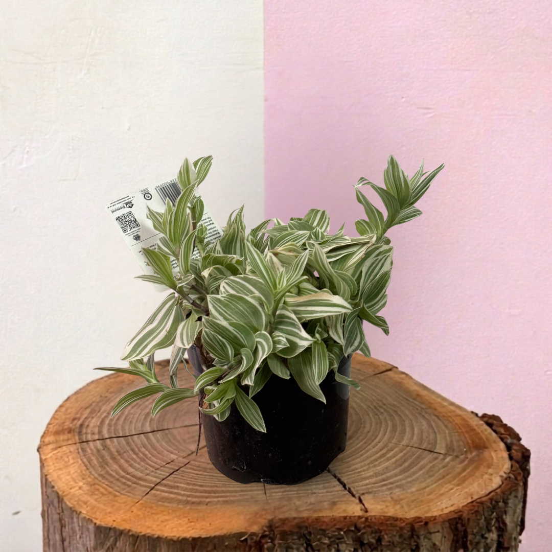 Tradescantia Fluminesis Quicksilver Green Envy Indoor Plants