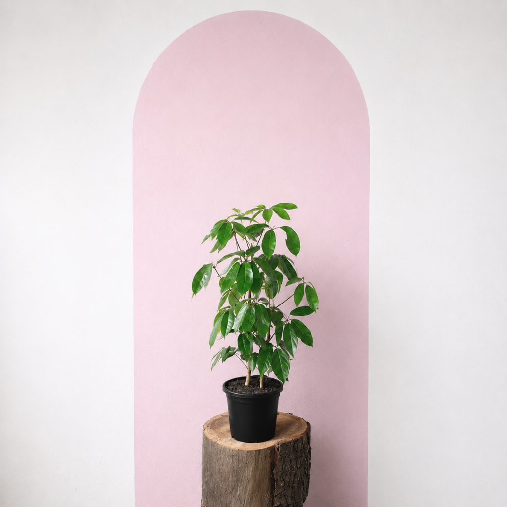 Umbrella Tree