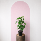 Umbrella Tree