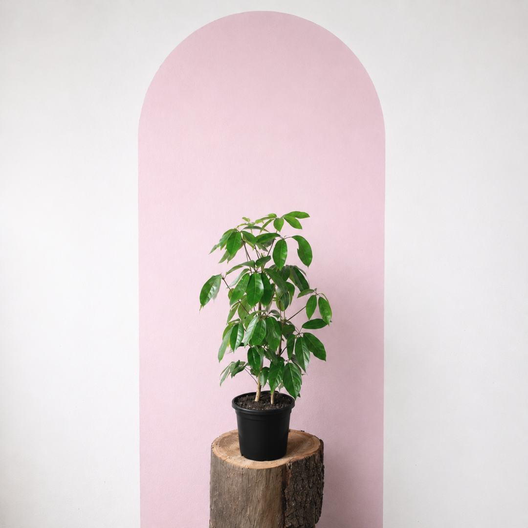 Umbrella Tree