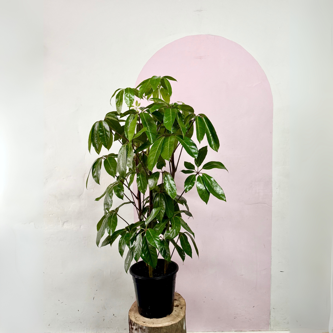 Umbrella Tree