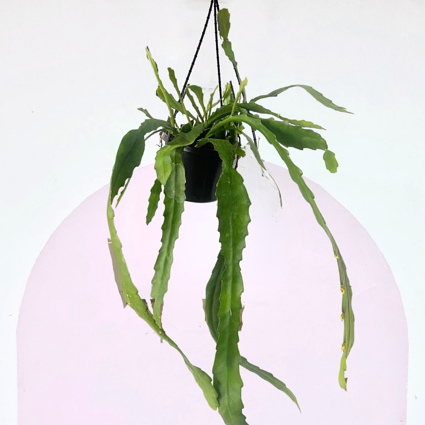 Orchid Cactus Hanging Basket