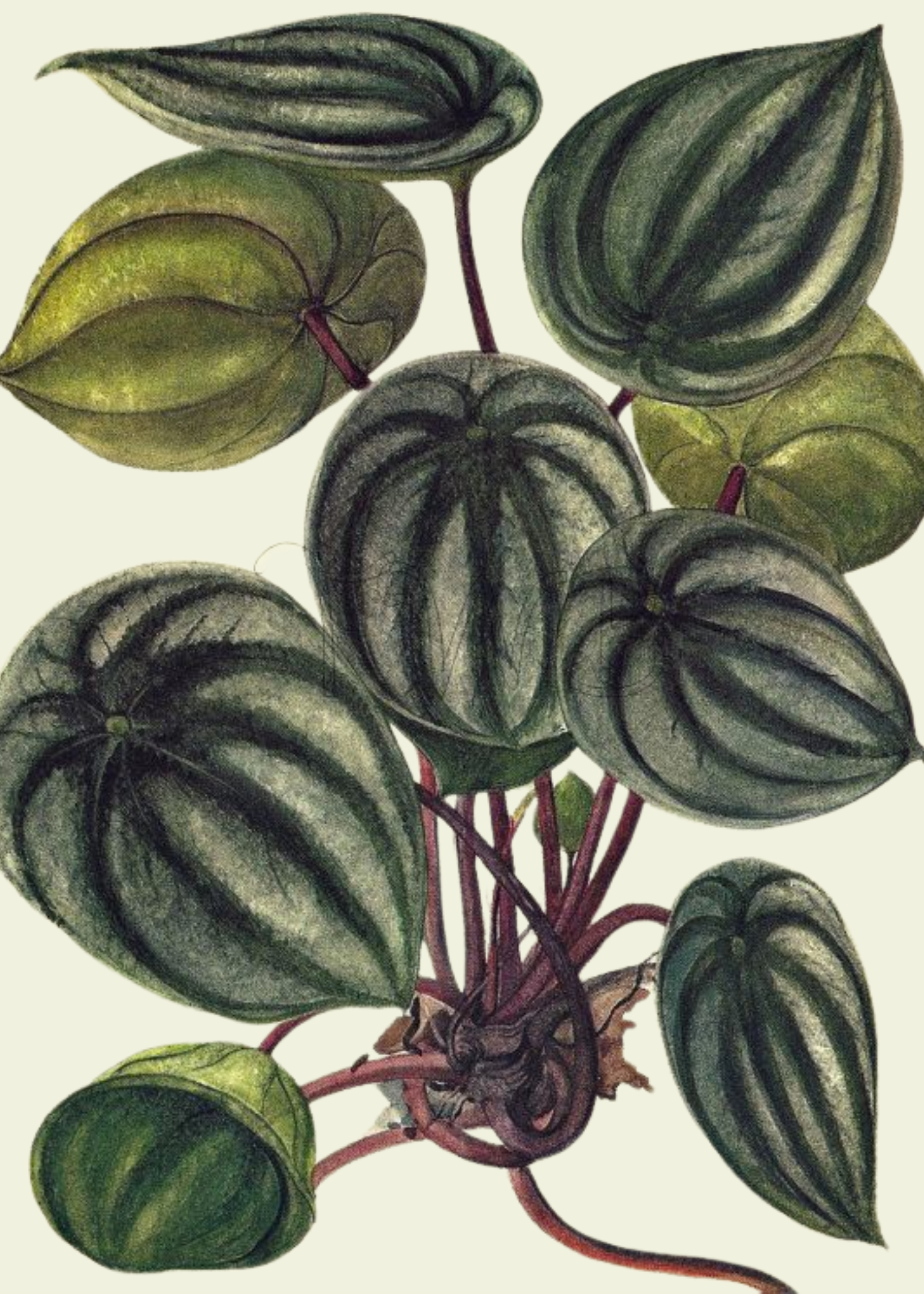 Watermelon Peperomia  - Card