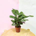 Ctenanthe Burle Marxii