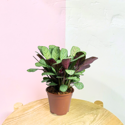 Ctenanthe Burle Marx 'Silver Amagris'