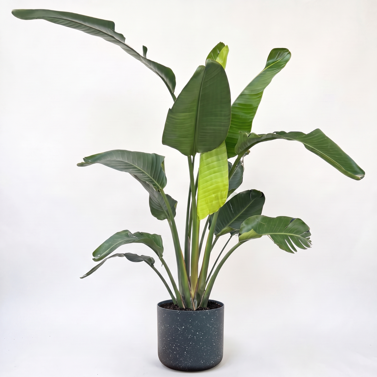 Large Bird of Paradise with Charcoal Speckle Pot