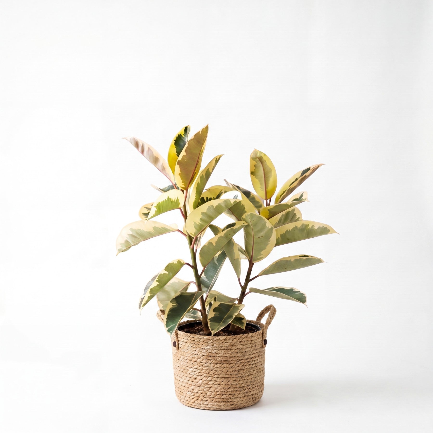 Medium Tineke Rubber Tree & Woven Basket
